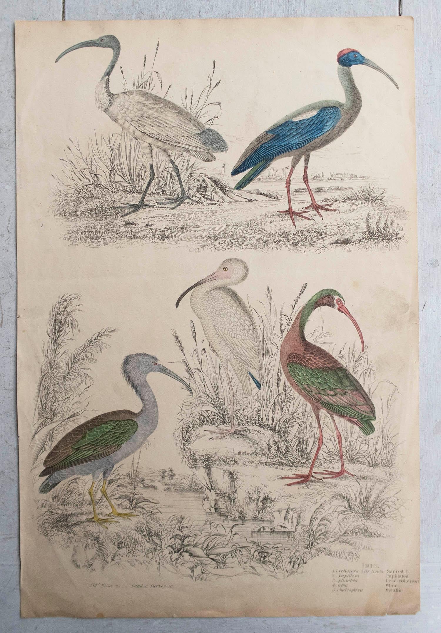 Folk Art Large Original Antique Natural History Print, Cranes, circa 1835