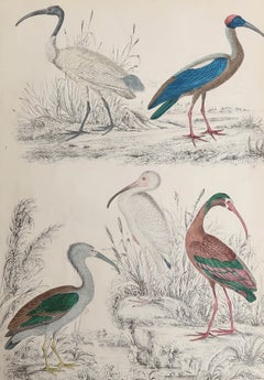 Large Original Antique Natural History Print, Cranes, circa 1835