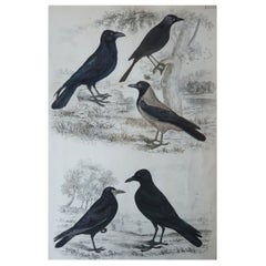 Large Original Antique Natural History Print, Crows, circa 1835