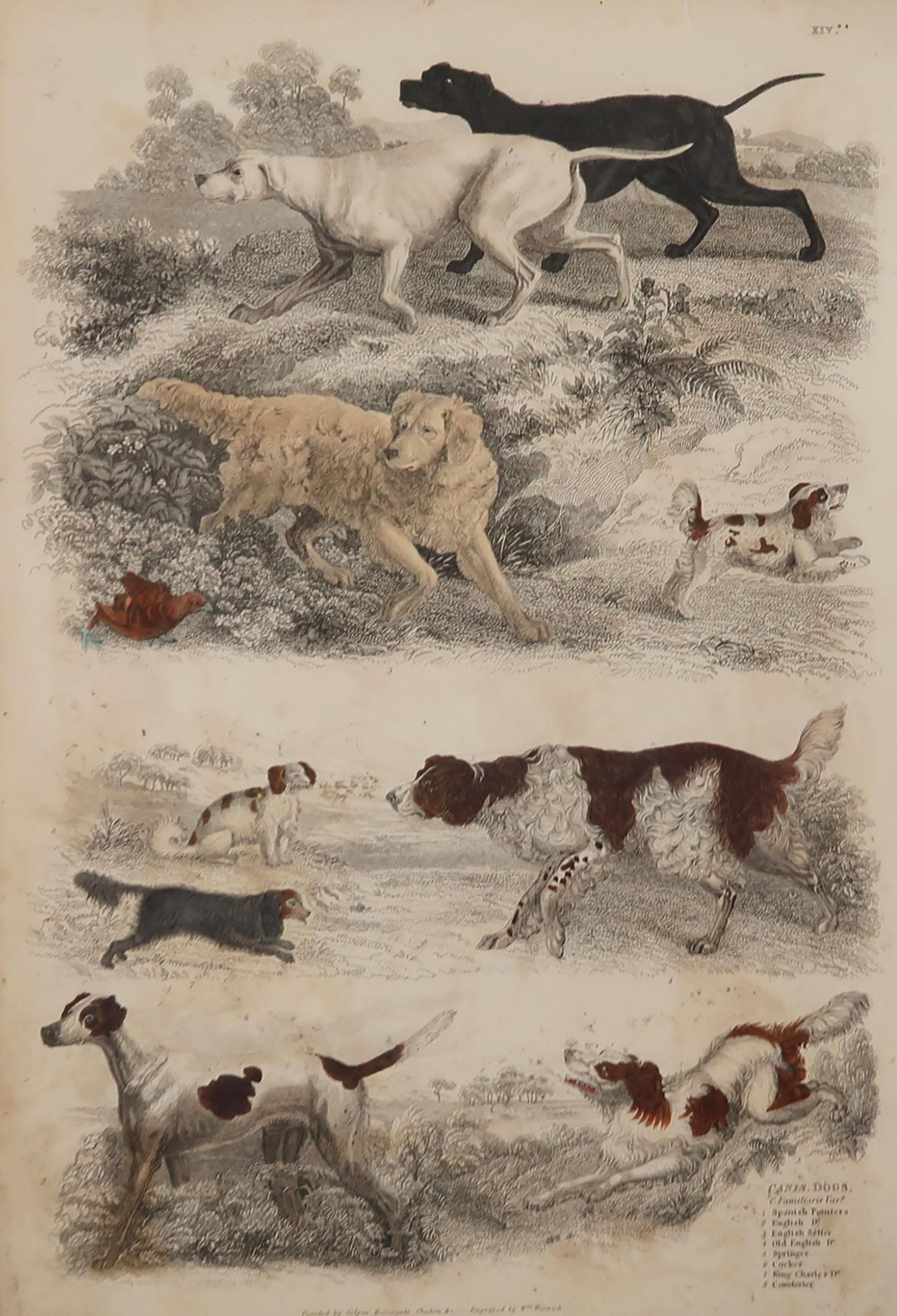 Great image of sporting dogs

Unframed. It gives you the option of perhaps making a set up using your own choice of frames.

Lithograph after Reinagle, Gilpin, and Chalon with original hand color.

Published circa 1835

Repair to a minor
