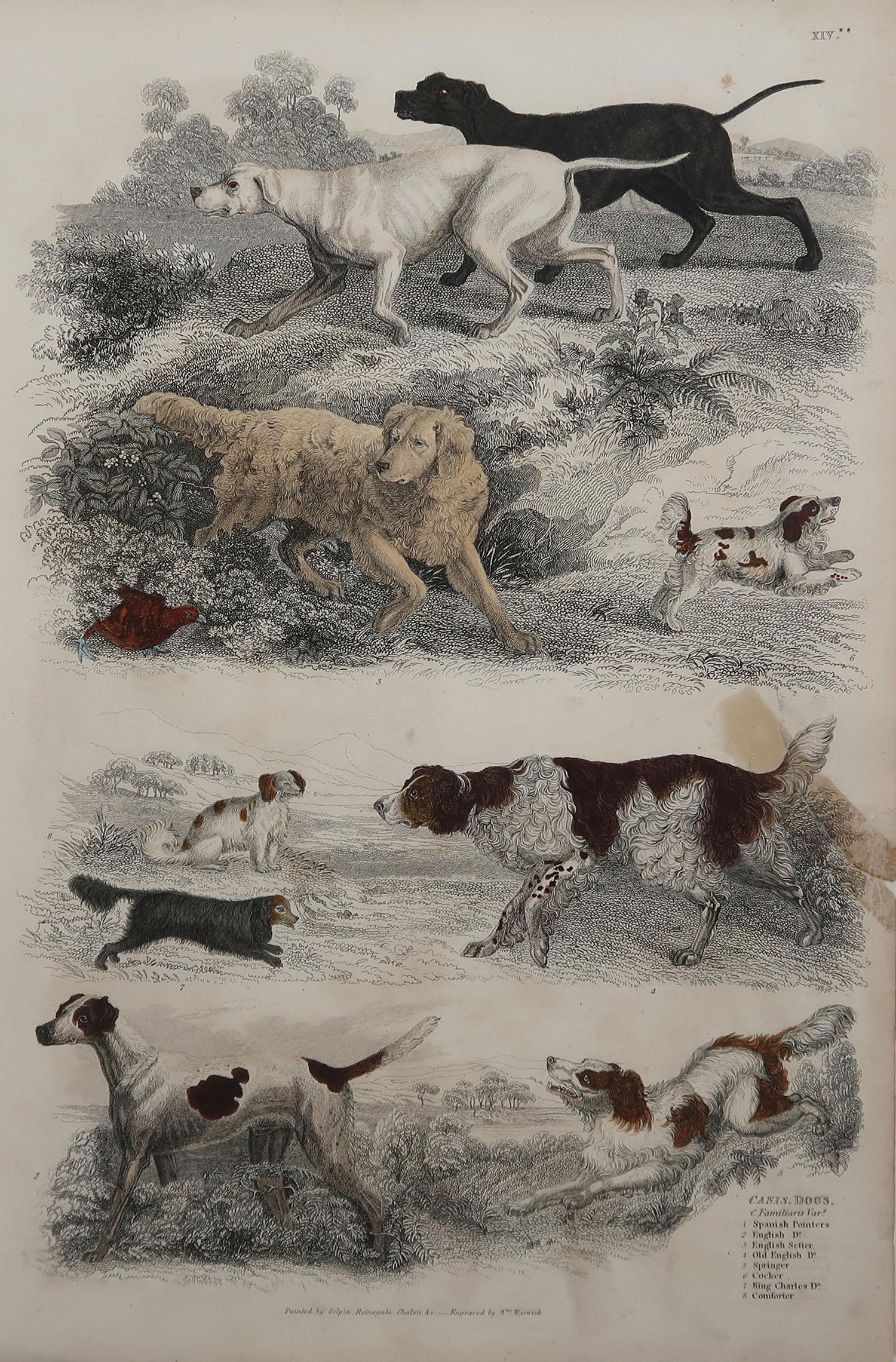 Great image of sporting dogs

Unframed. It gives you the option of perhaps making a set up using your own choice of frames.

Lithograph after Reinagle, Gilpin, and Chalon with original hand color.

Published circa 1835

Repair to a tear on