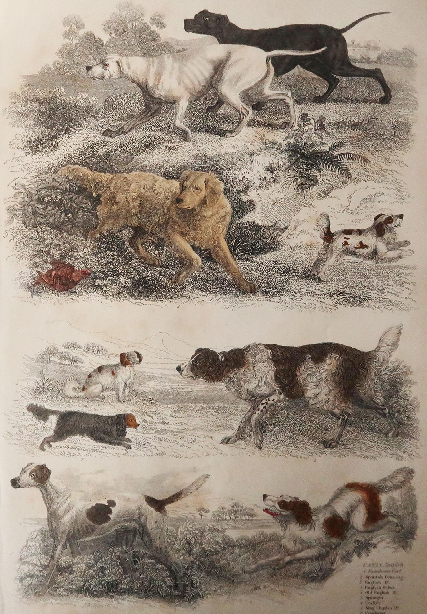 Great image of sporting dogs

Unframed. It gives you the option of perhaps making a set up using your own choice of frames.

Lithograph after Cpt. Brown, Gilpin and Edwards with original hand color.

Published circa 1835

Free