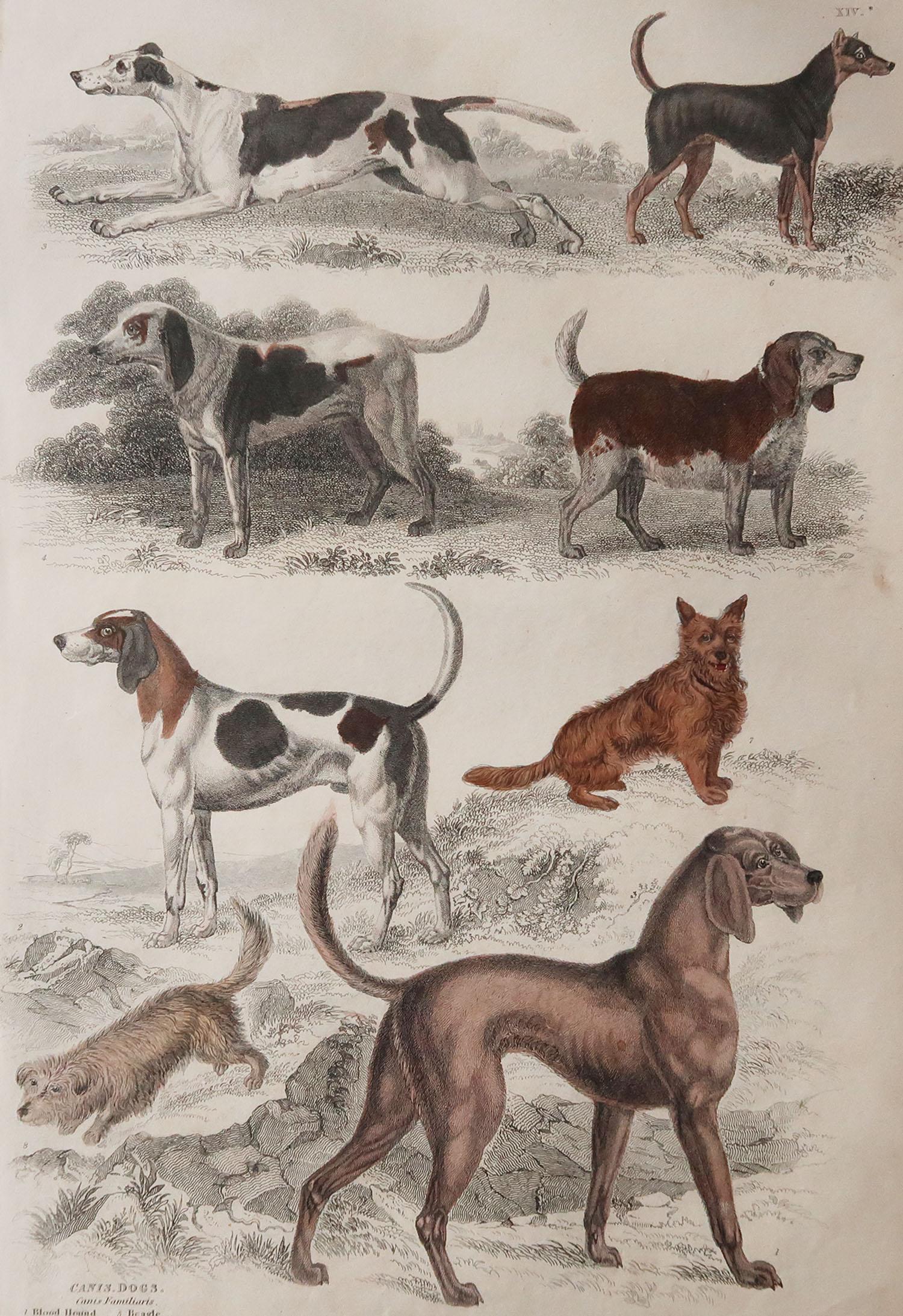 Great image of sporting dogs

Unframed. It gives you the option of perhaps making a set up using your own choice of frames.

Lithograph after Cpt. Brown, Gilpin and Edwards with original hand color.

Published circa 1835

Slight foxing.