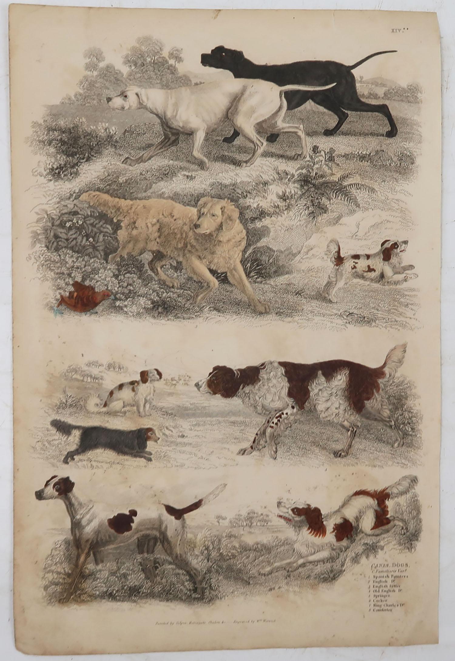 Folk Art Large Original Antique Natural History Print, Dogs, circa 1835