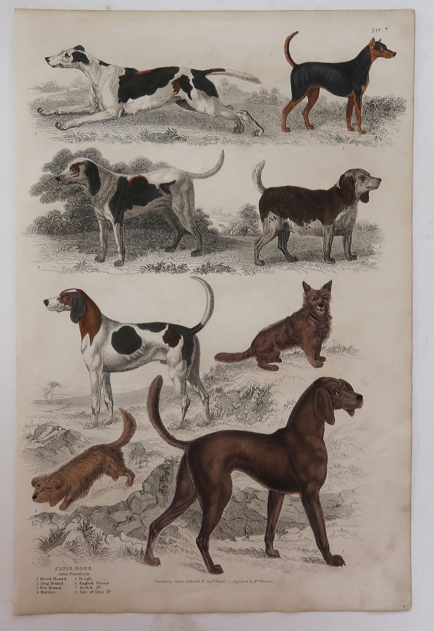 Folk Art Large Original Antique Natural History Print, Dogs, circa 1835