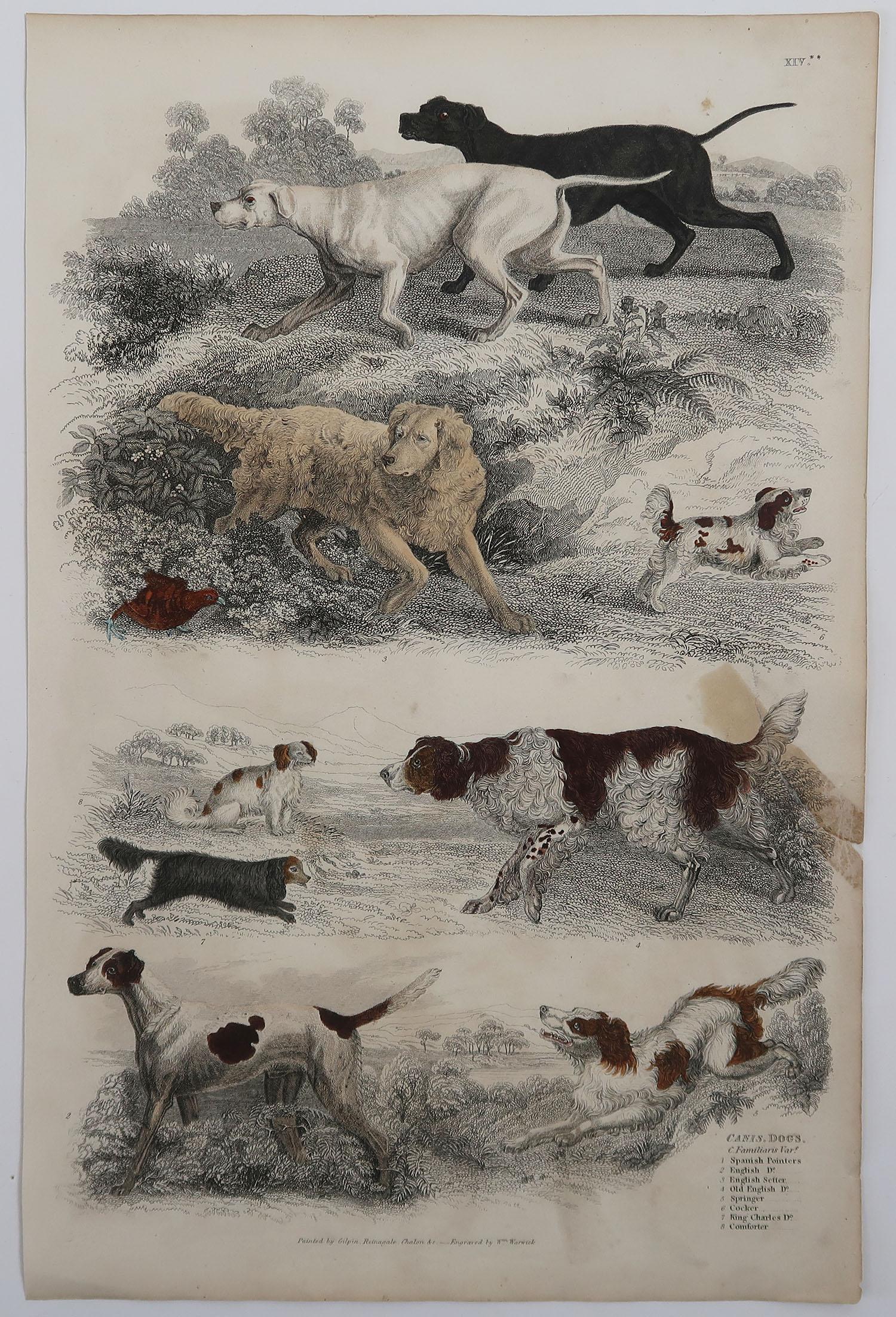 Folk Art Large Original Antique Natural History Print, Dogs, circa 1835