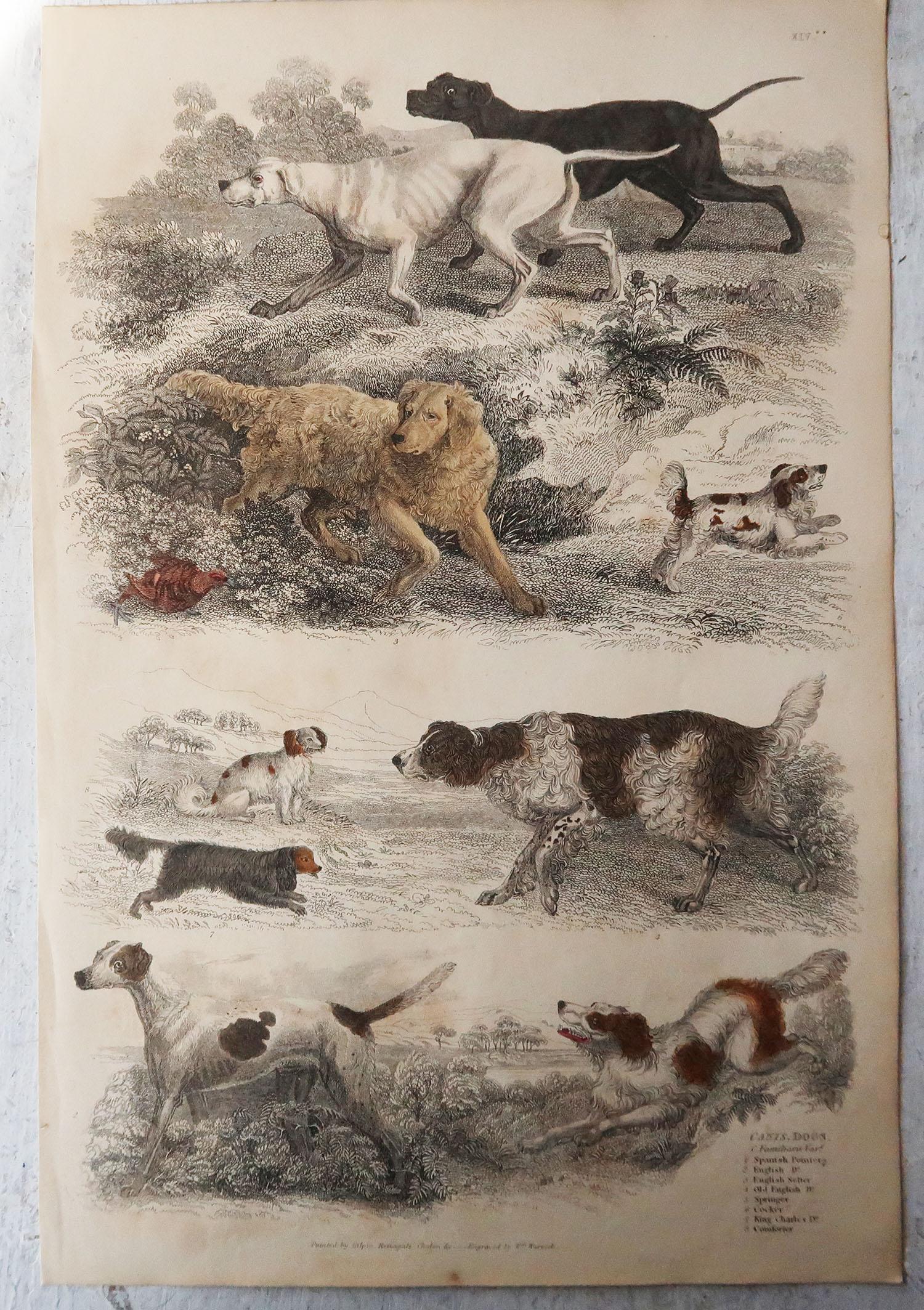 English Large Original Antique Natural History Print, Dogs, circa 1835