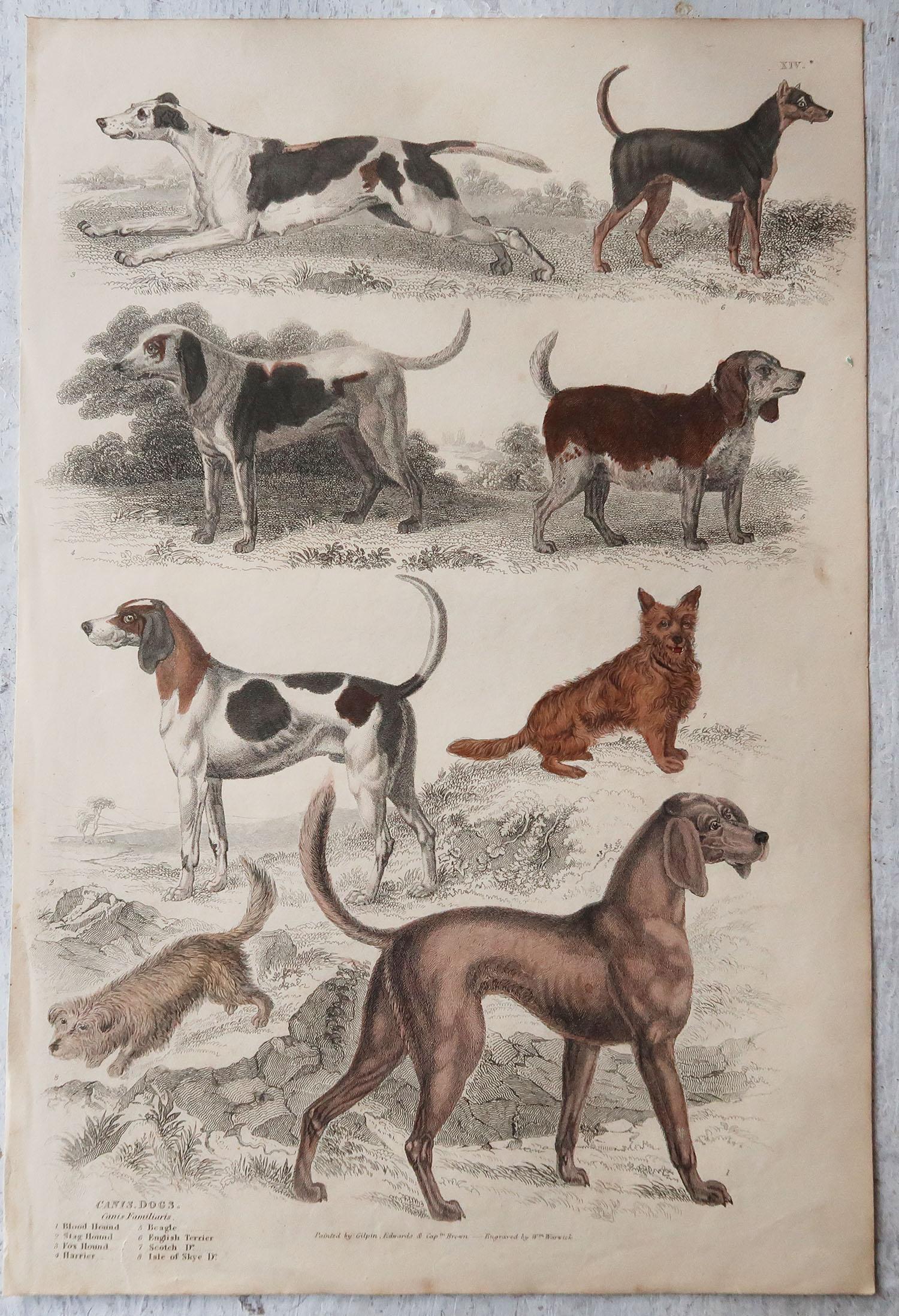 English Large Original Antique Natural History Print, Dogs, circa 1835