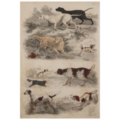 Large Original Antique Natural History Print, Dogs, circa 1835