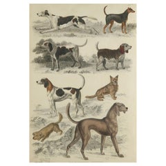Large Original Antique Natural History Print, Dogs, circa 1835