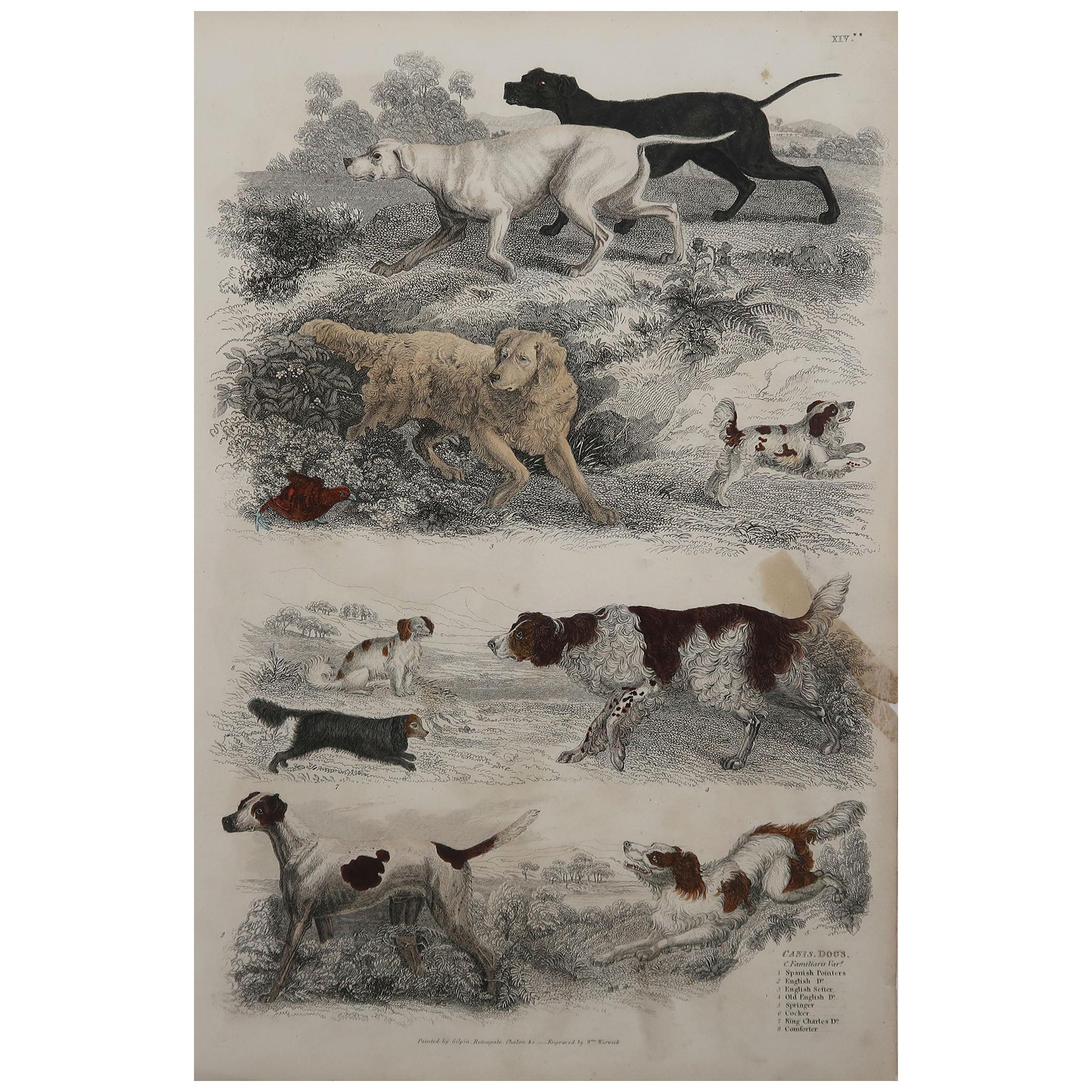 Large Original Antique Natural History Print, Dogs, circa 1835