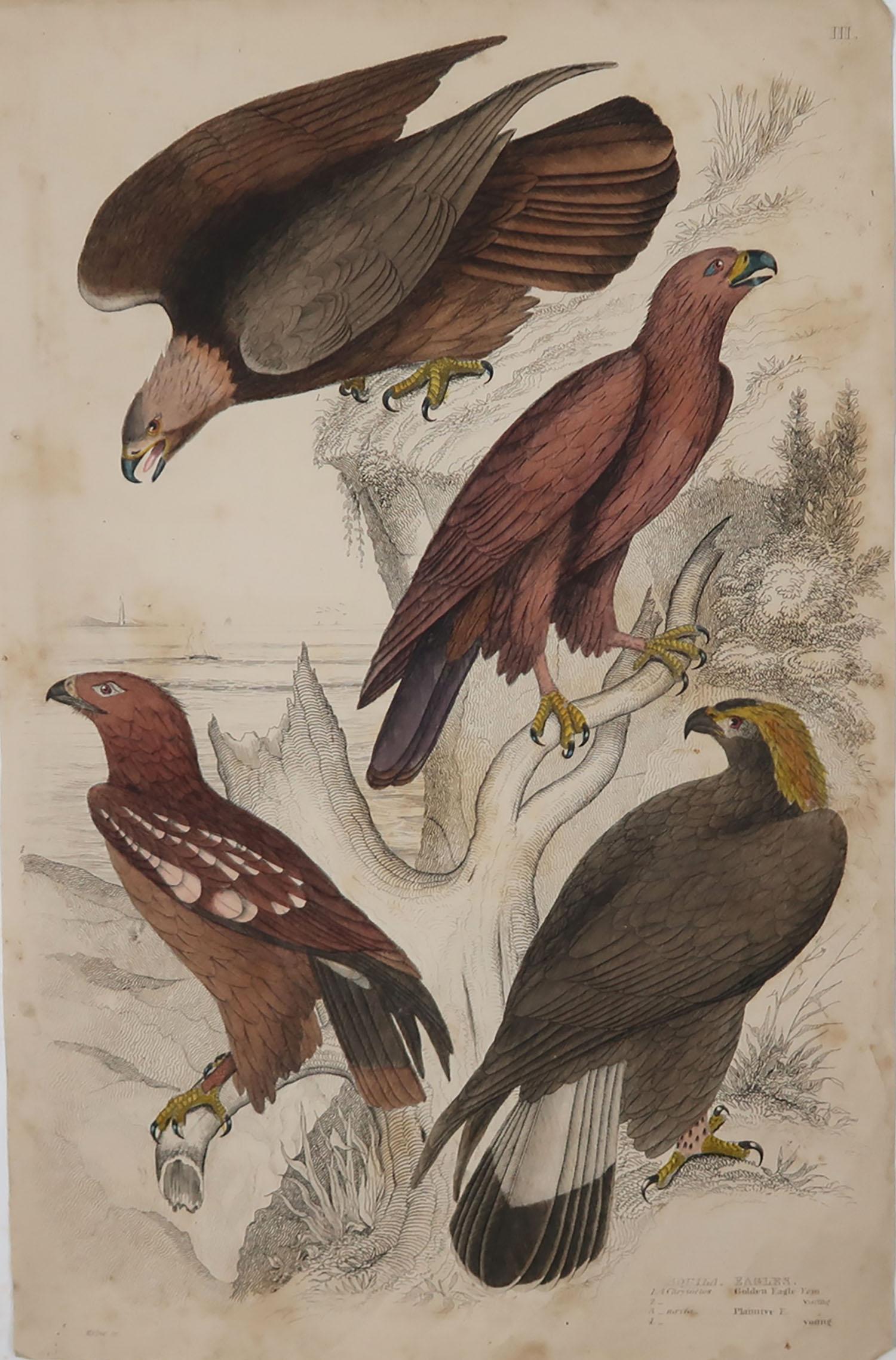 Great image of eagles

Unframed. It gives you the option of perhaps making a set up using your own choice of frames.

Lithograph after Cpt. Brown and Marechal with original hand color.

Published circa 1835

Slightly creased and there is