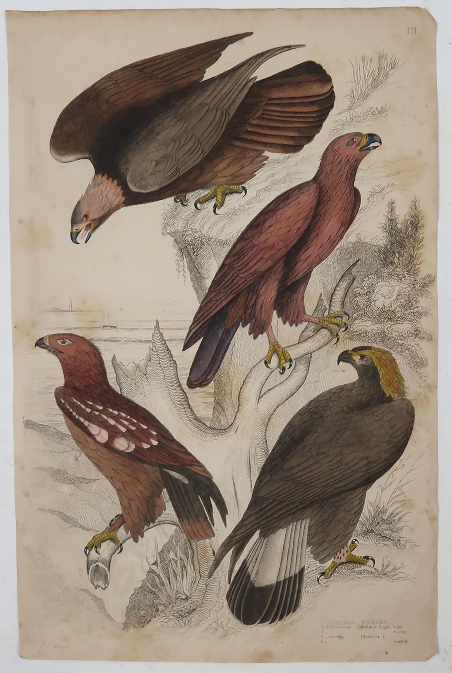 Folk Art Large Original Antique Natural History Print, Eagles, circa 1835