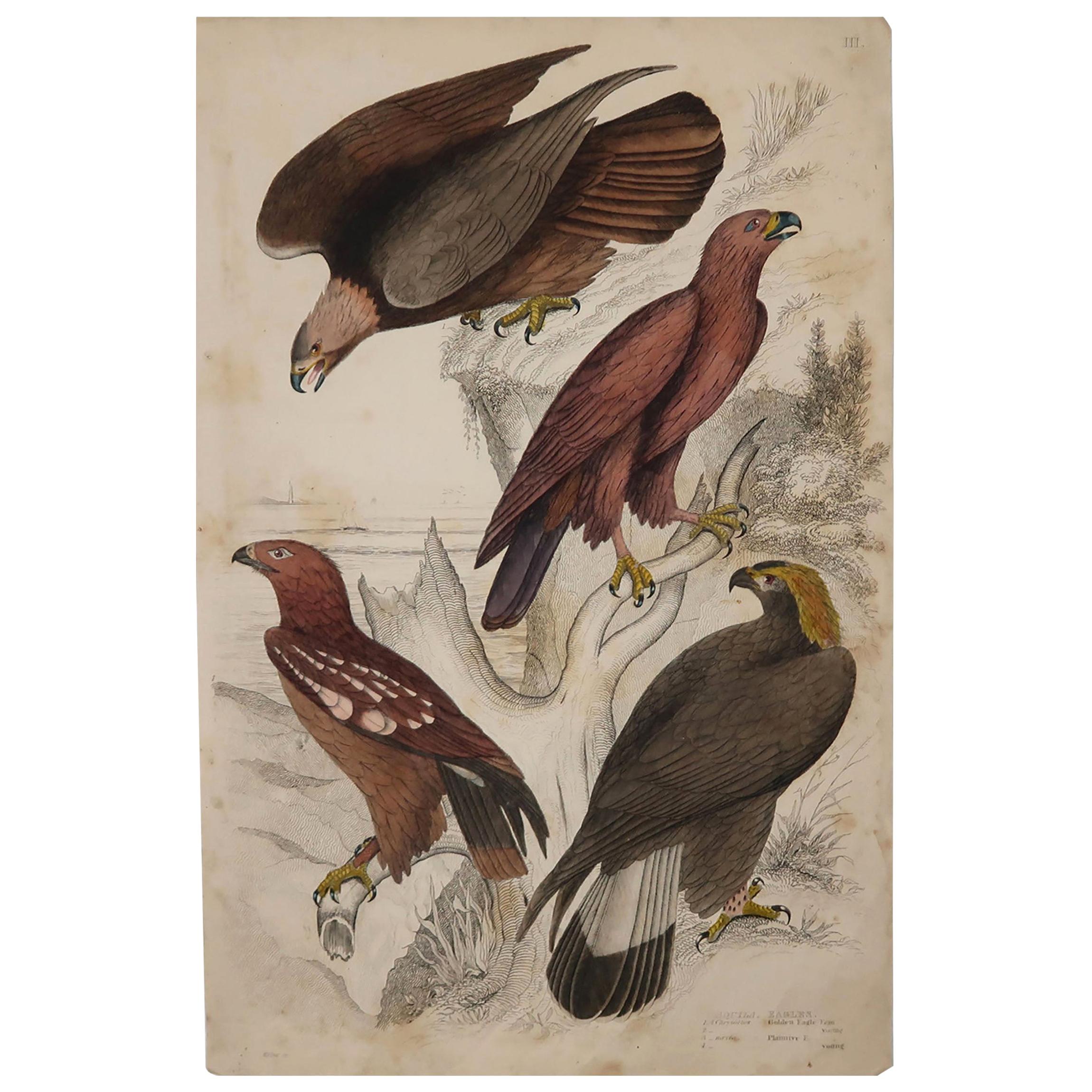 Large Original Antique Natural History Print, Eagles, circa 1835