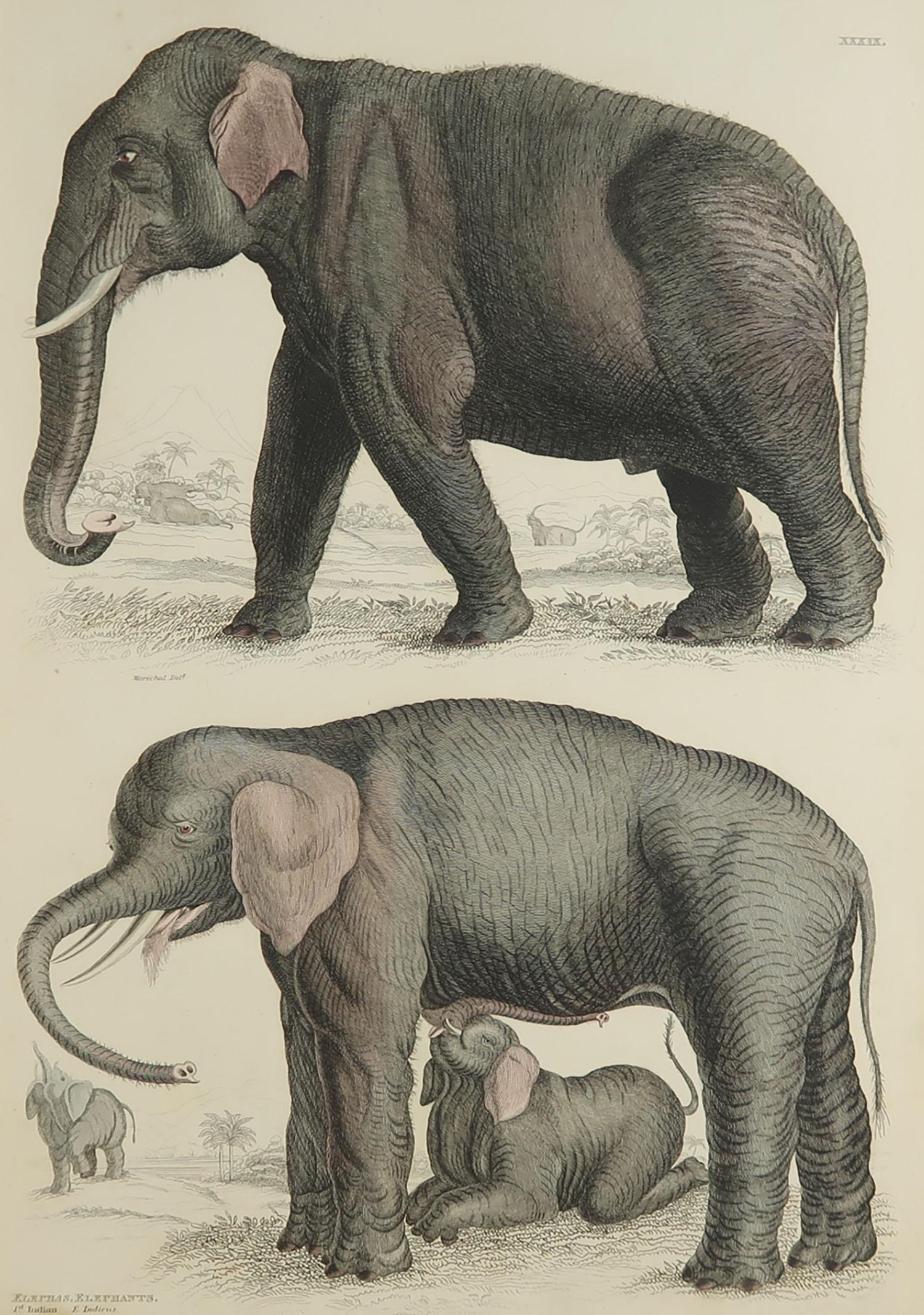 Great image of an Indian and an African elephant

Unframed. It gives you the option of perhaps making a set up using your own choice of frames.

Lithograph after Cpt. Brown with original hand color.

Published circa 1835

Free
