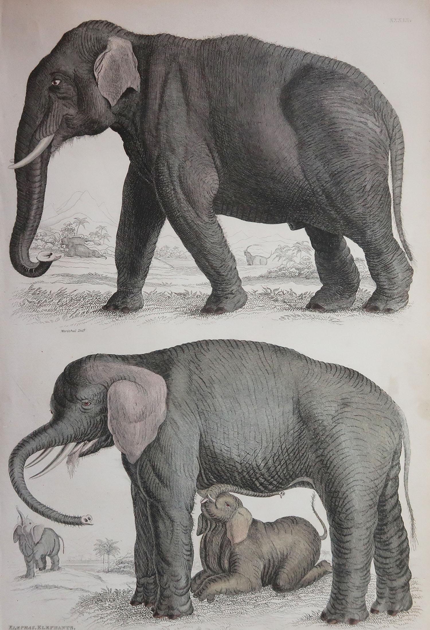 Great image of an Indian and an African elephant

Unframed. It gives you the option of perhaps making a set up using your own choice of frames.

Lithograph after Cpt. Brown with original hand color.

Published circa 1835

Free