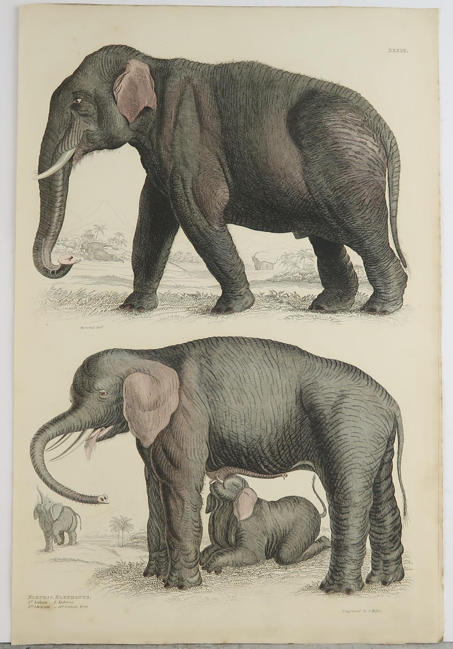 Folk Art Large Original Antique Natural History Print, Elephants, circa 1835