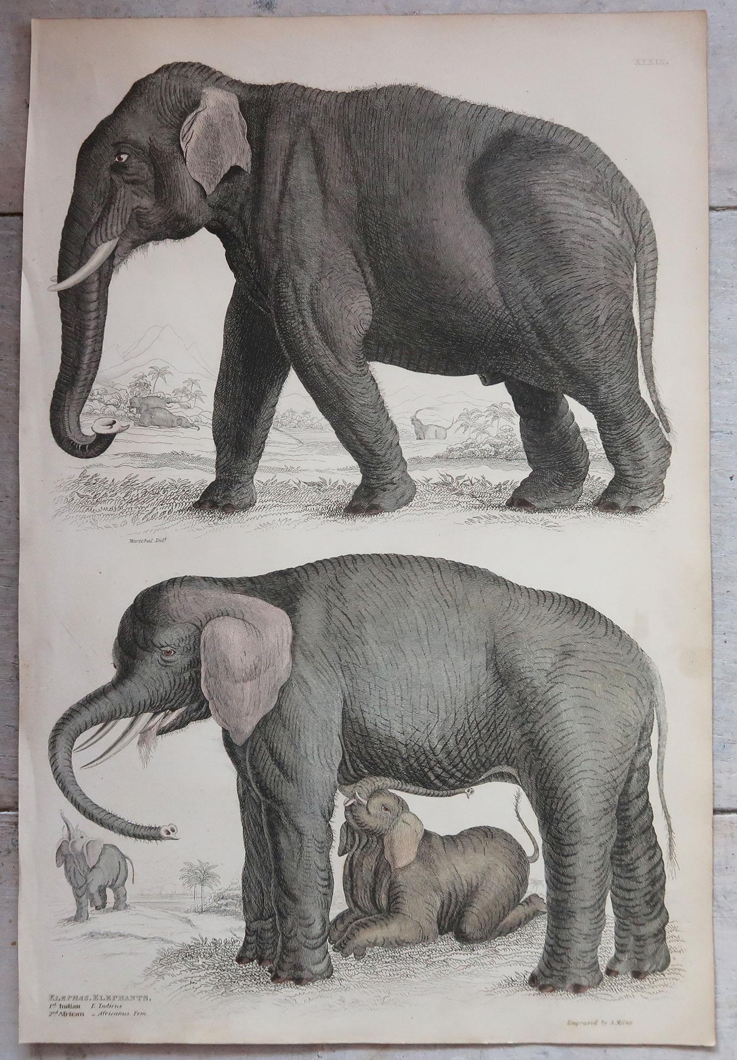 elephant history in english