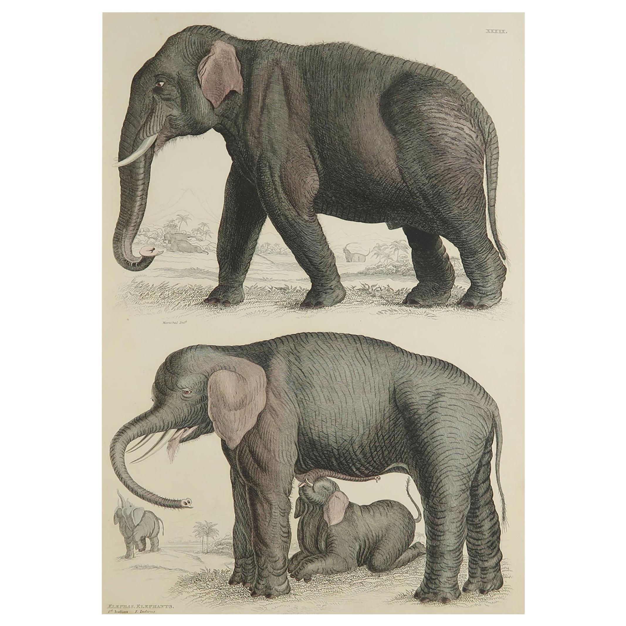 Large Original Antique Natural History Print, Elephants, circa 1835