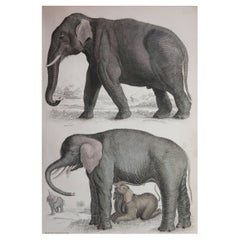 Large Original Antique Natural History Print, Elephants, circa 1835
