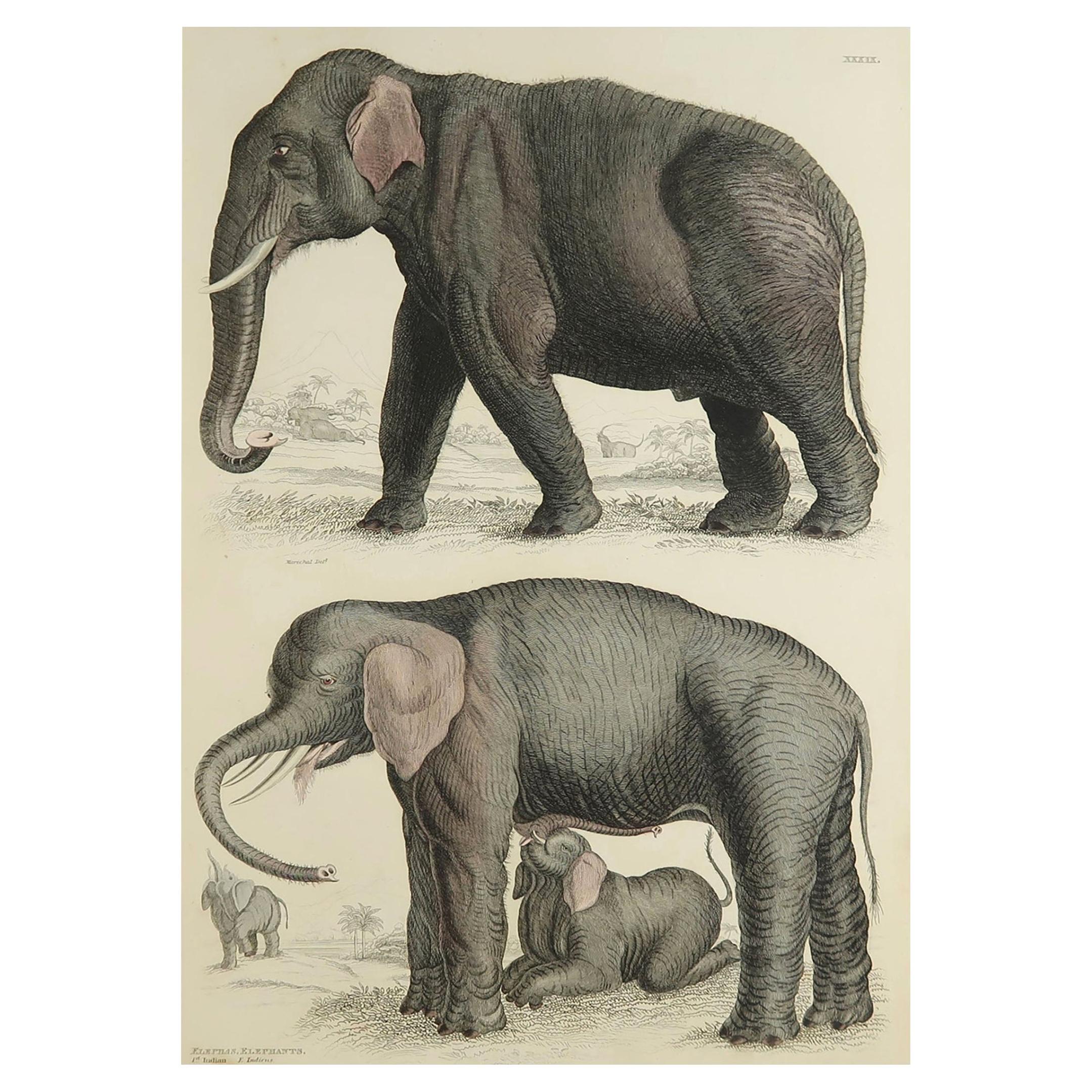 Large Original Antique Natural History Print, Elephants, circa 1835