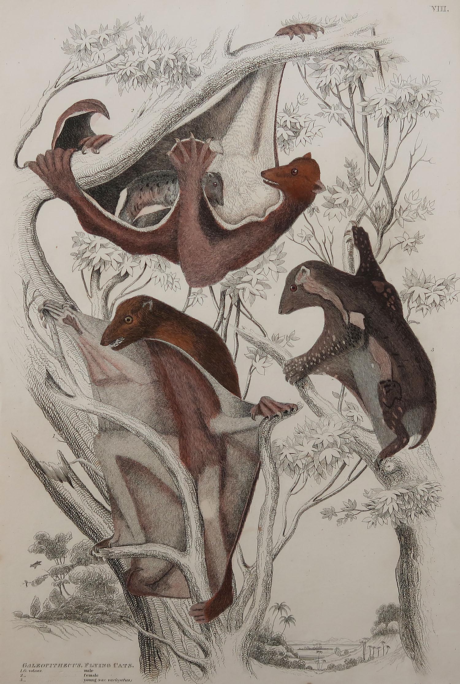 Great image of a flying lemur

Unframed. It gives you the option of perhaps making a set up using your own choice of frames.

Lithograph after Cpt. Brown with original hand color.

Published circa 1835

Free shipping.




 