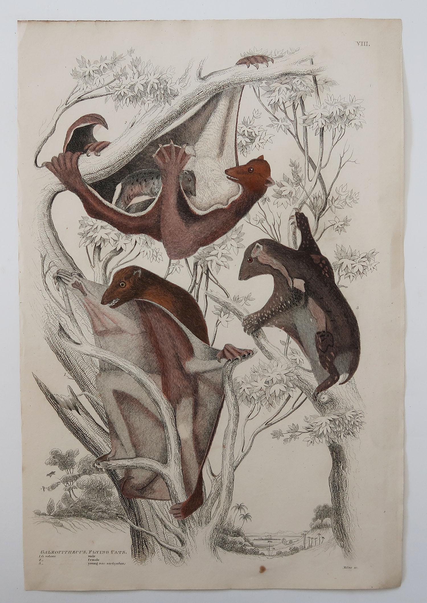 Folk Art Large Original Antique Natural History Print, Flying Lemur, circa 1835 For Sale