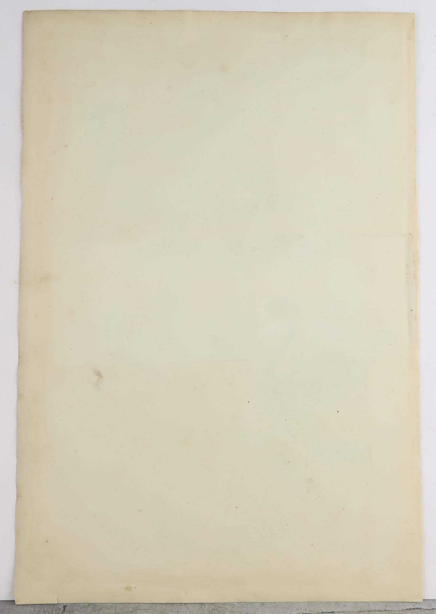 Großer antiker naturhistorischer Originaldruck, Fliegender Lemur, um 1835 (Englisch) im Angebot