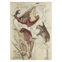 Large Original Antique Natural History Print, Flying Lemur, circa 1835
