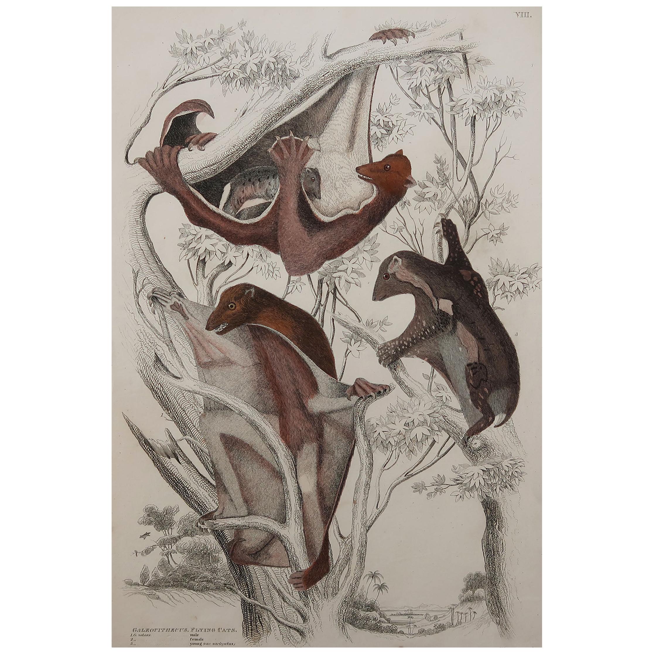 Large Original Antique Natural History Print, Flying Lemur, circa 1835 For Sale