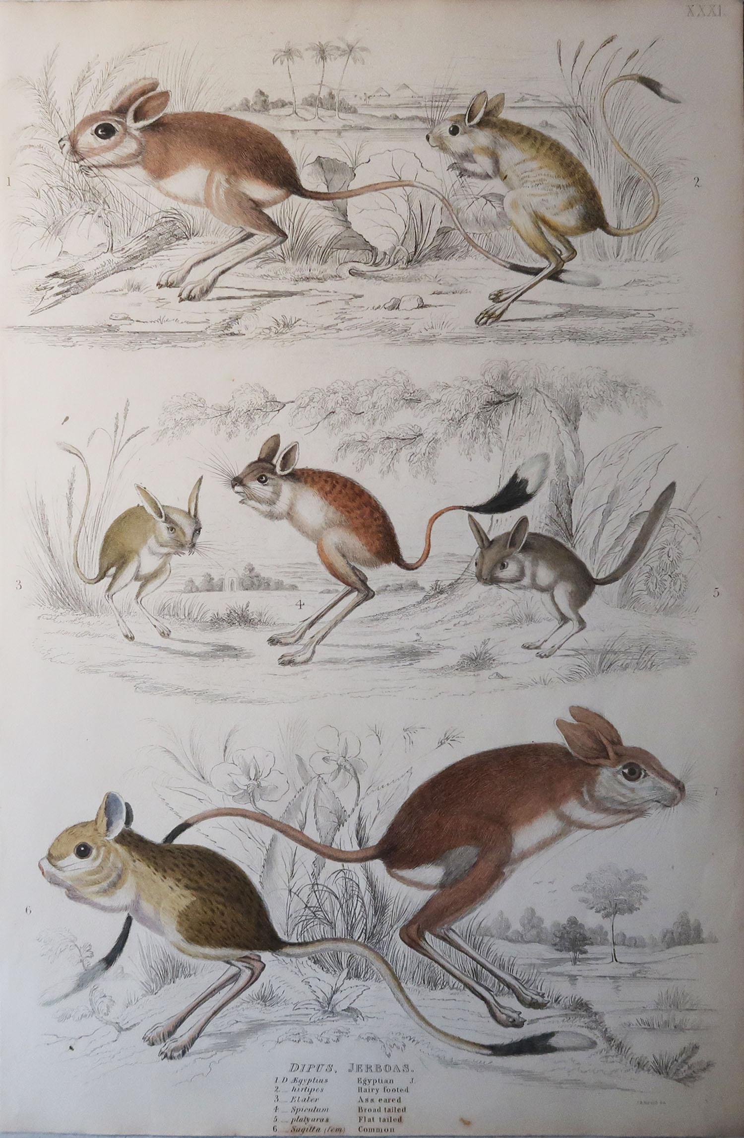 Great image of gerbils

Unframed. It gives you the option of perhaps making a set up using your own choice of frames.

Lithograph after Cpt. Brown and Marechal with original hand color.

Published circa 1835

Free shipping.




