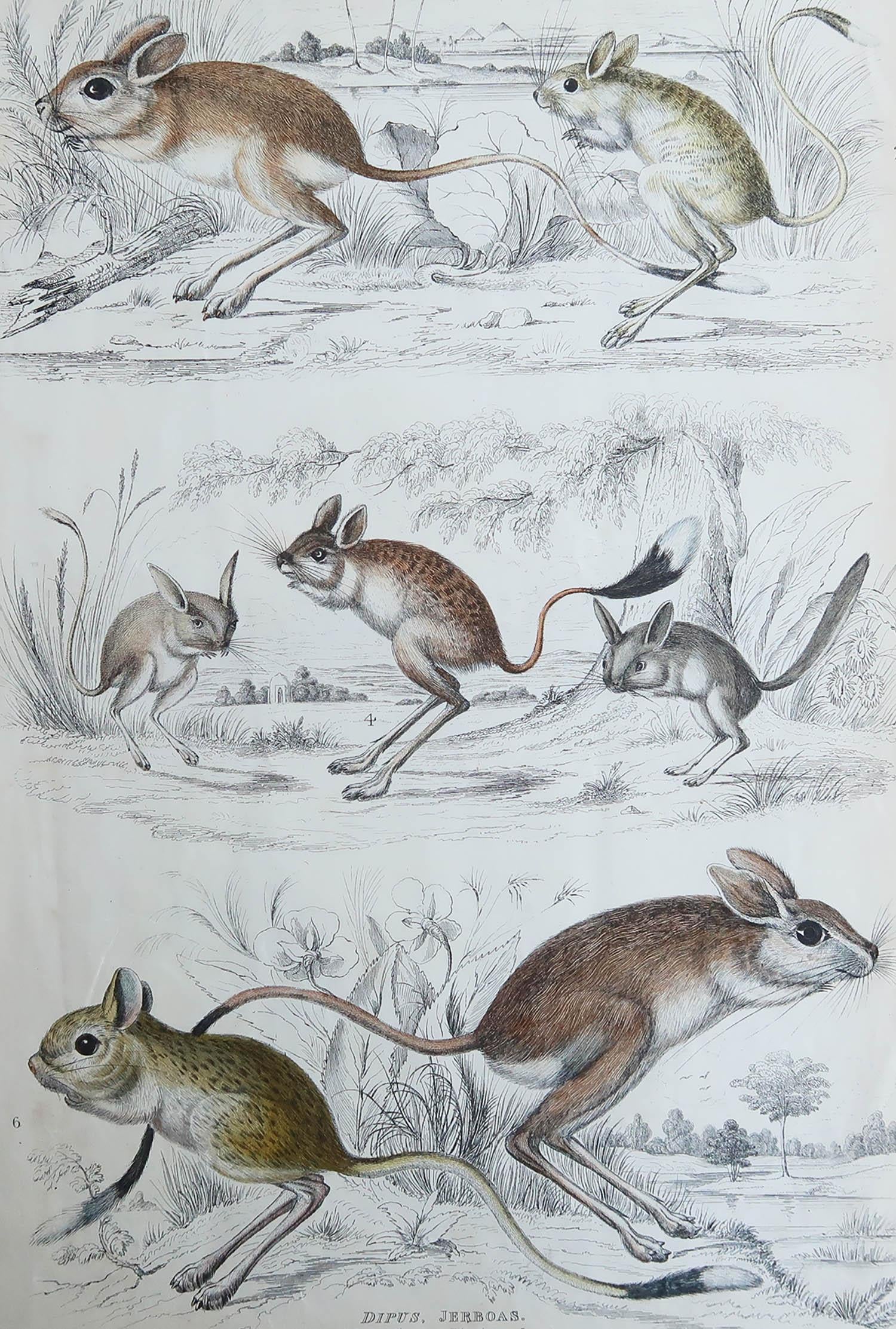 Great image of gerbils

Unframed. It gives you the option of perhaps making a set up using your own choice of frames.

Lithograph after Cpt. Brown and Marechal with original hand color.

Published circa 1835

Free shipping.





