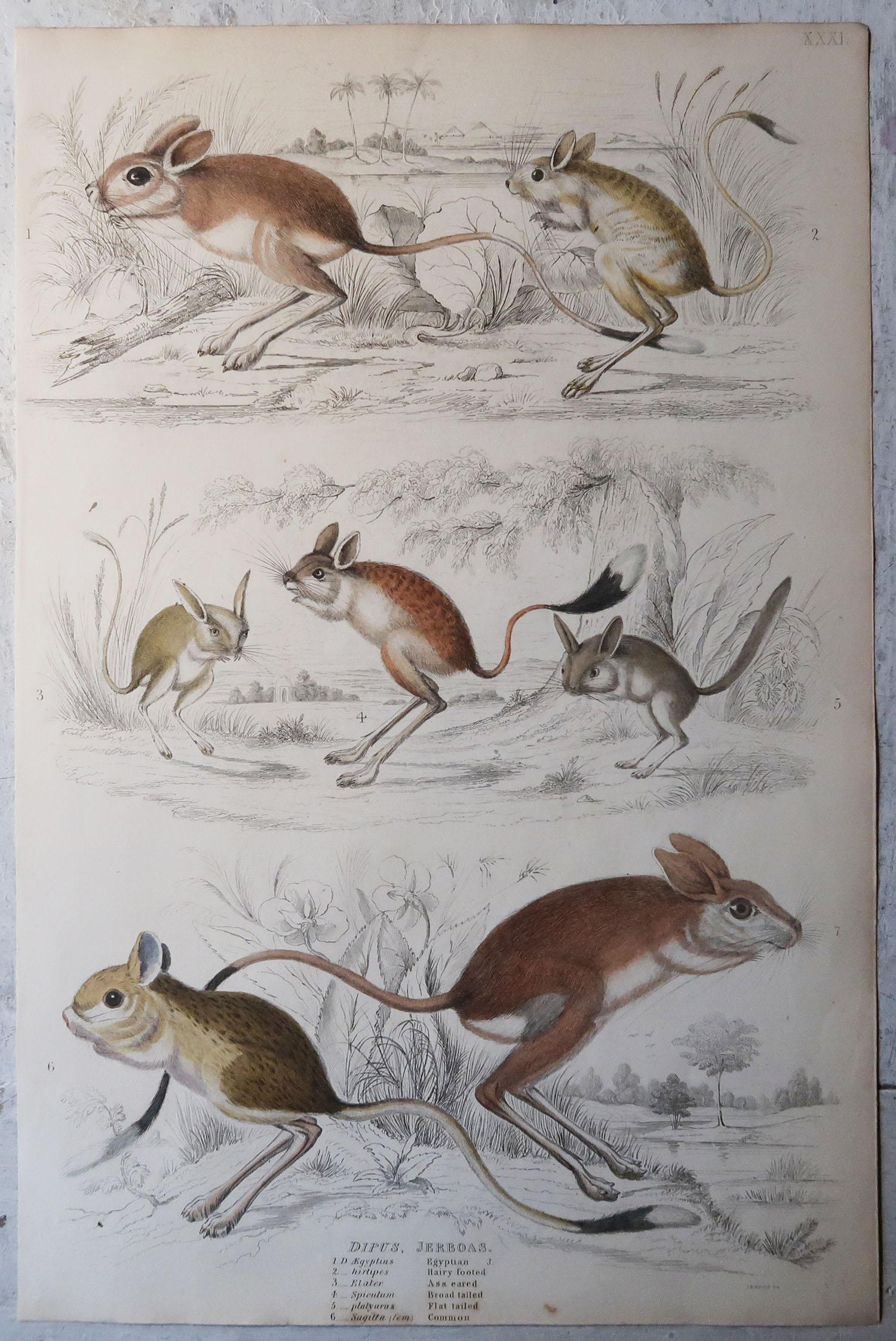 English Large Original Antique Natural History Print, Gerbils, circa 1835