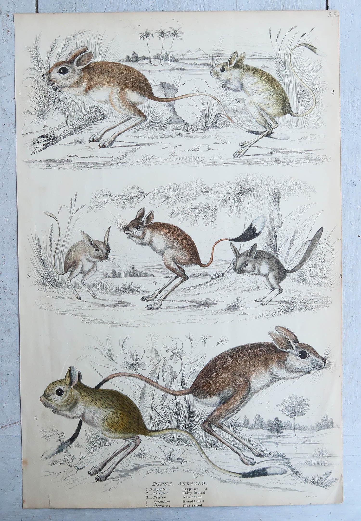 English Large Original Antique Natural History Print, Gerbils, circa 1835 For Sale