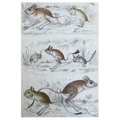 Large Original Antique Natural History Print, Gerbils, circa 1835