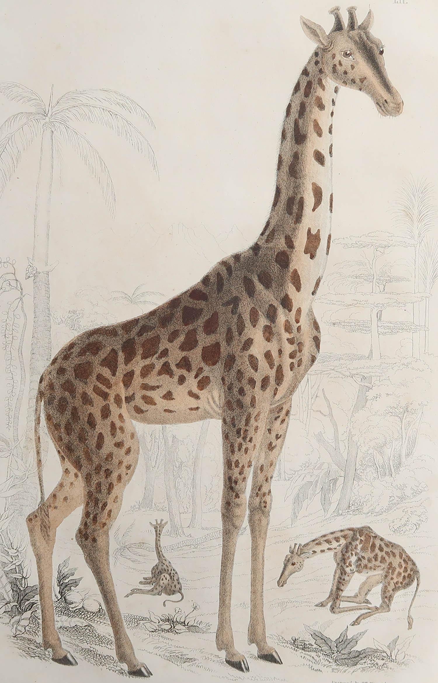 Great image of a giraffe

Unframed. It gives you the option of perhaps making a set up using your own choice of frames.

Lithograph after Cpt. Brown'

Original hand colour

Published circa 1835

Free shipping.




