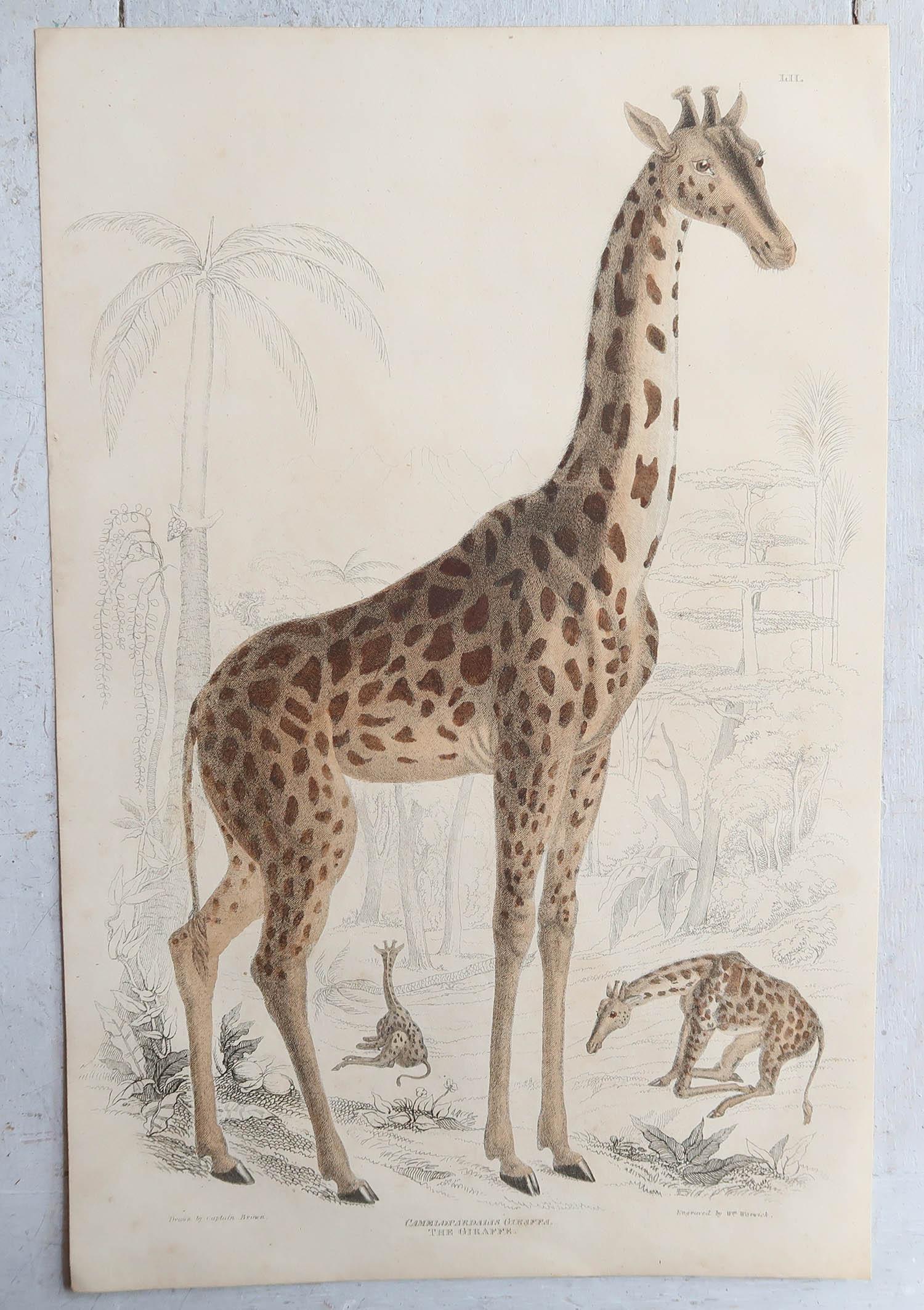 history of giraffe