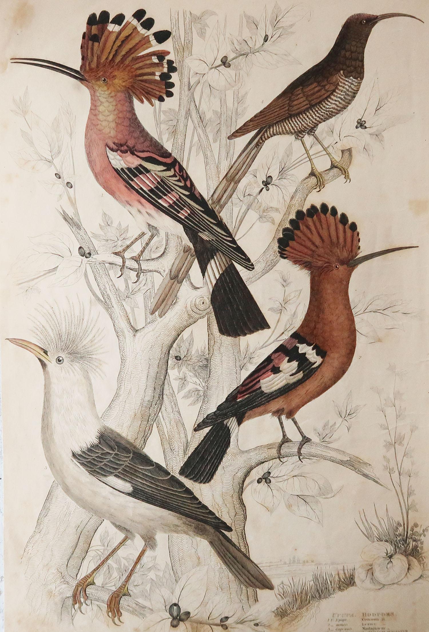 Great image of hoopoes

Unframed. It gives you the option of perhaps making a set up using your own choice of frames.

Lithograph after Cpt. Brown and Marechal with original hand color.

Published circa 1835

Free shipping.




