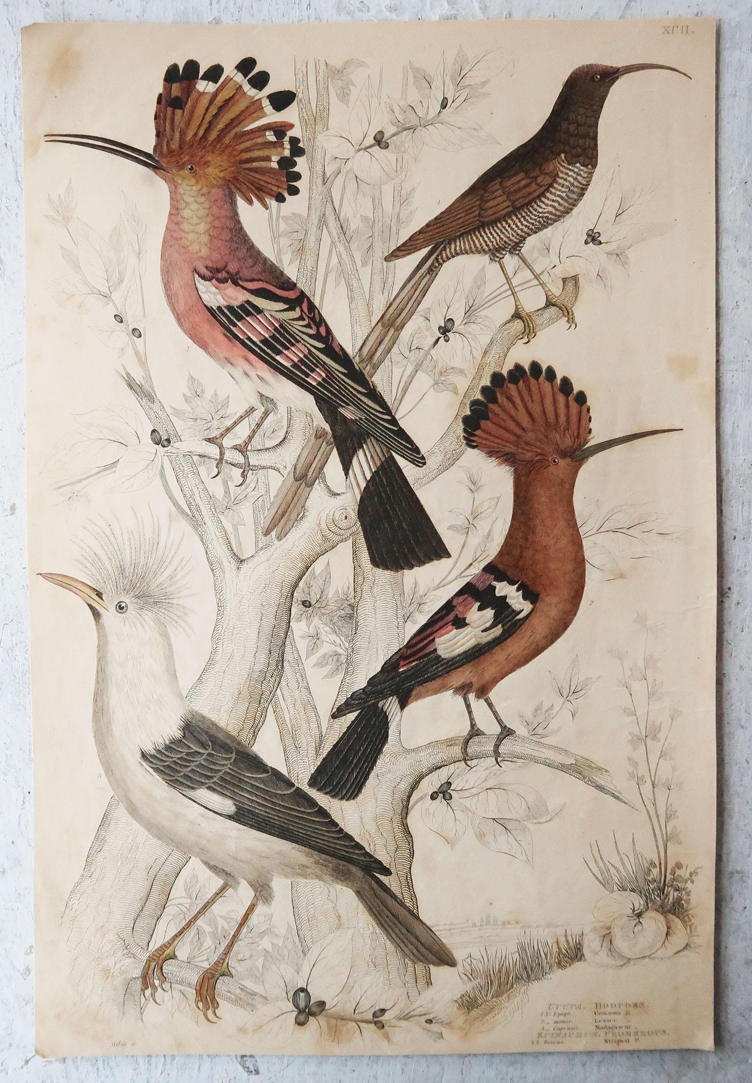 Folk Art Large Original Antique Natural History Print, Hoopoes, circa 1835
