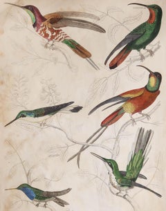 Large Original Antique Natural History Print, Hummingbirds, circa 1835