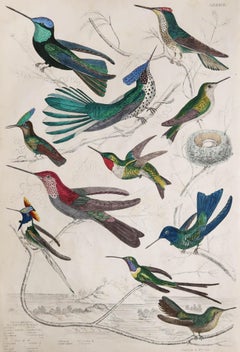 Large Original Antique Natural History Print, Hummingbirds, circa 1835