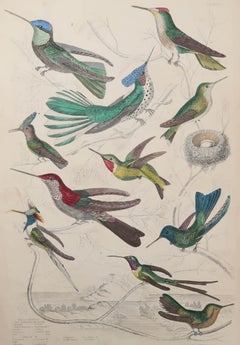 Large Original Antique Natural History Print, Hummingbirds, circa 1835