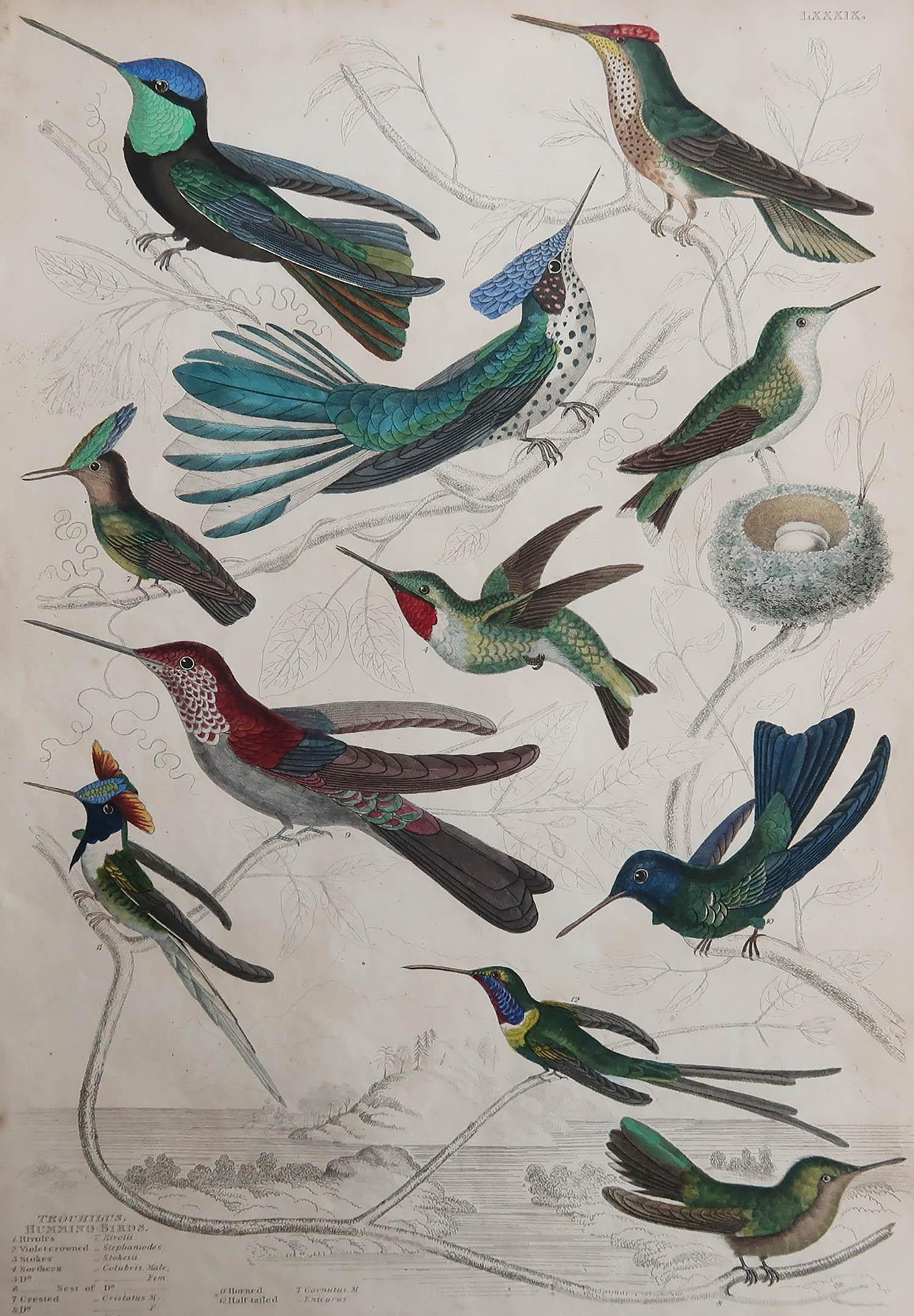 Great image of hummingbirds

Unframed. It gives you the option of perhaps making a set up using your own choice of frames.

Lithograph after Cpt. Brown with original hand color.

Published circa 1835.

Free shipping.




