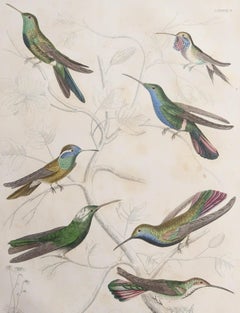 Large Original Antique Natural History Print, Hummingbirds, circa 1835