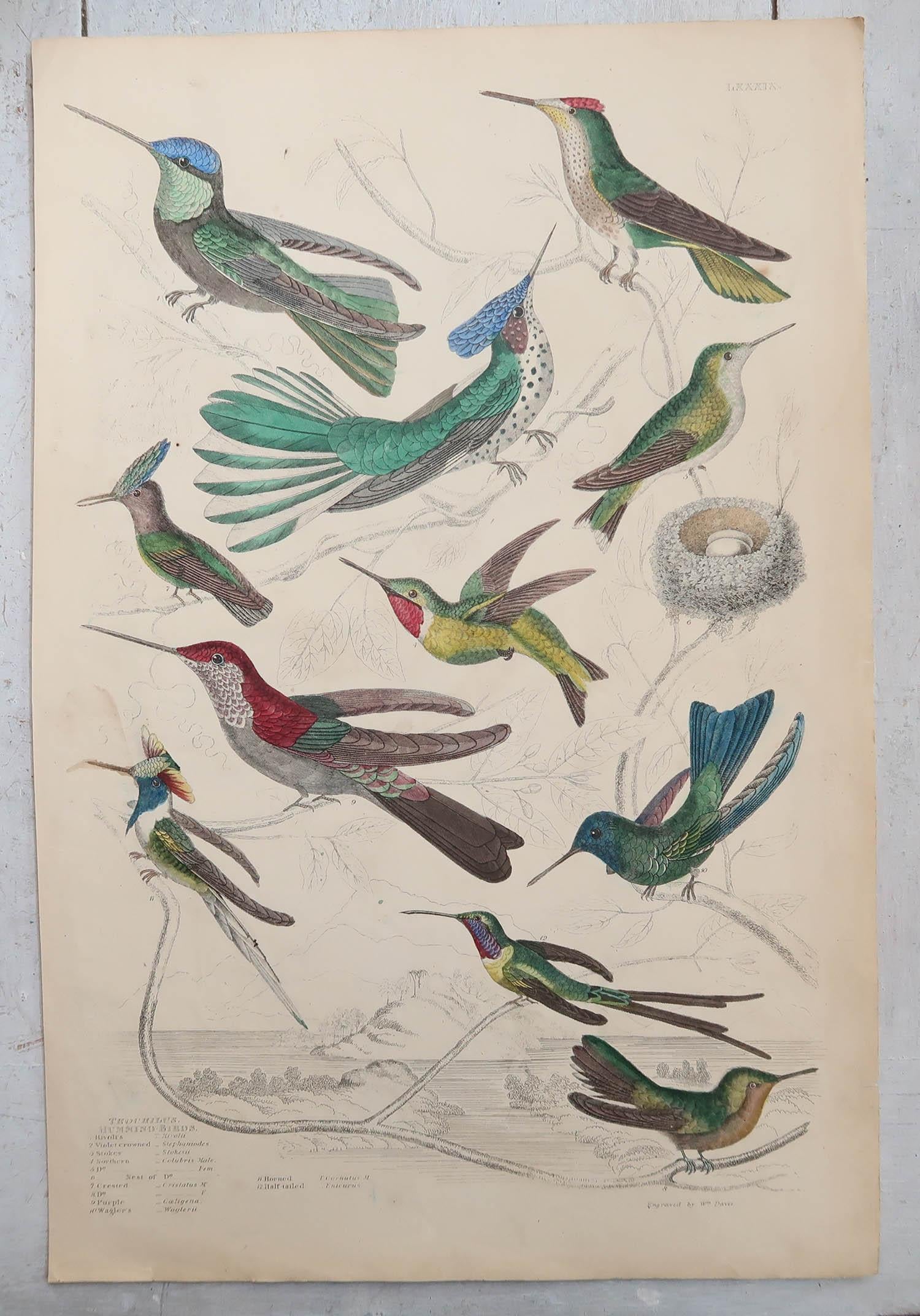Folk Art Large Original Antique Natural History Print, Hummingbirds, circa 1835