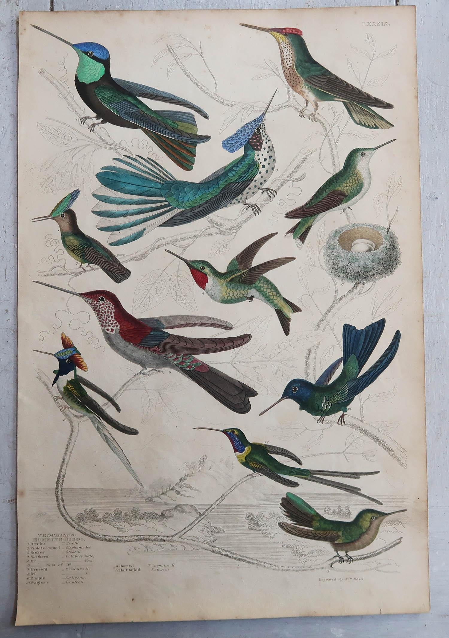 Folk Art Large Original Antique Natural History Print, Hummingbirds, circa 1835