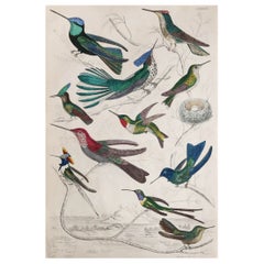 Large Original Antique Natural History Print, Hummingbirds, circa 1835