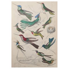 Large Original Antique Natural History Print, Hummingbirds, circa 1835