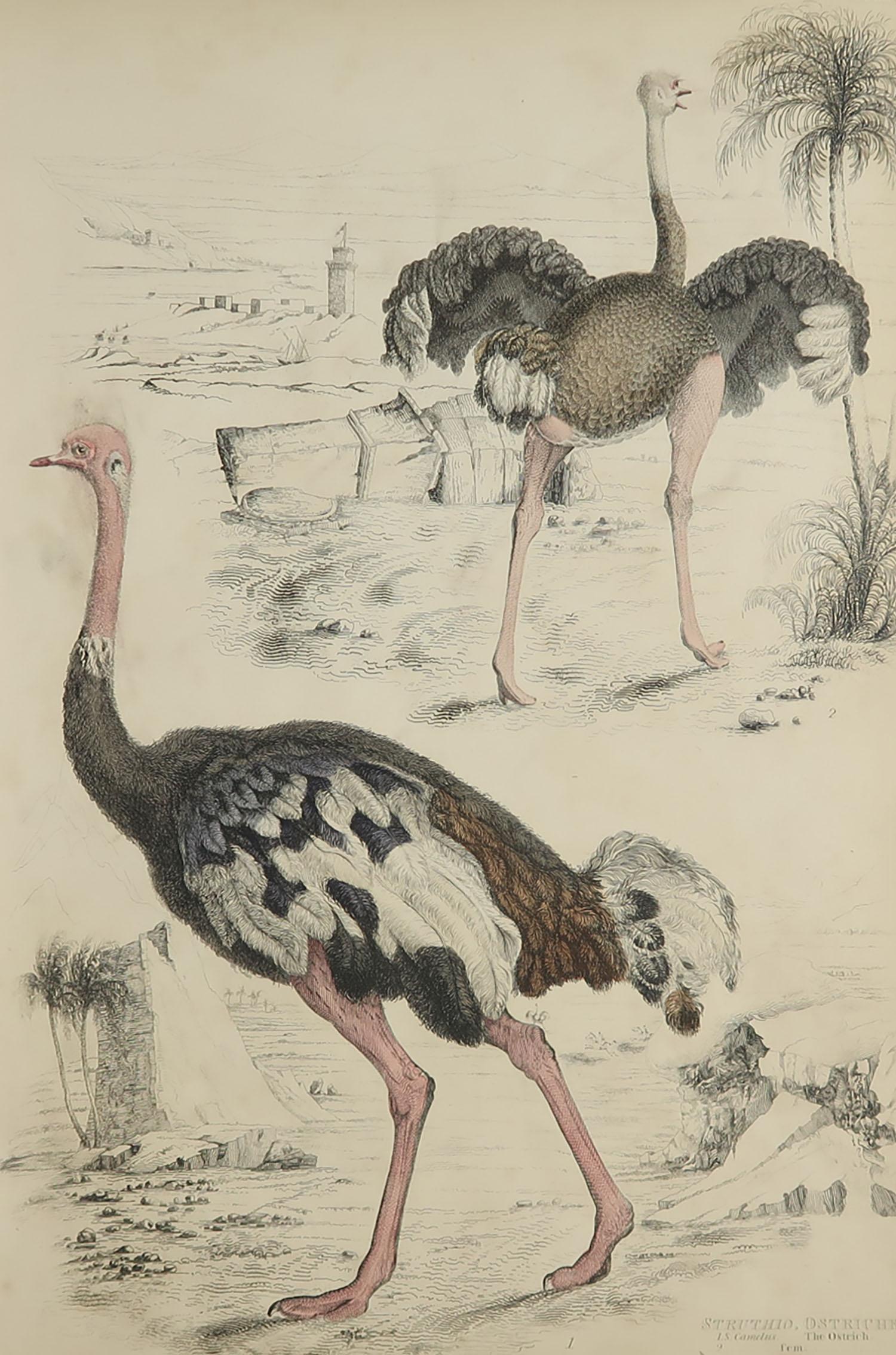 Great image of ostriches

Unframed. It gives you the option of perhaps making a set up using your own choice of frames.

Lithograph after Cpt. Brown with original hand color.

Published circa 1835

Free shipping.




 