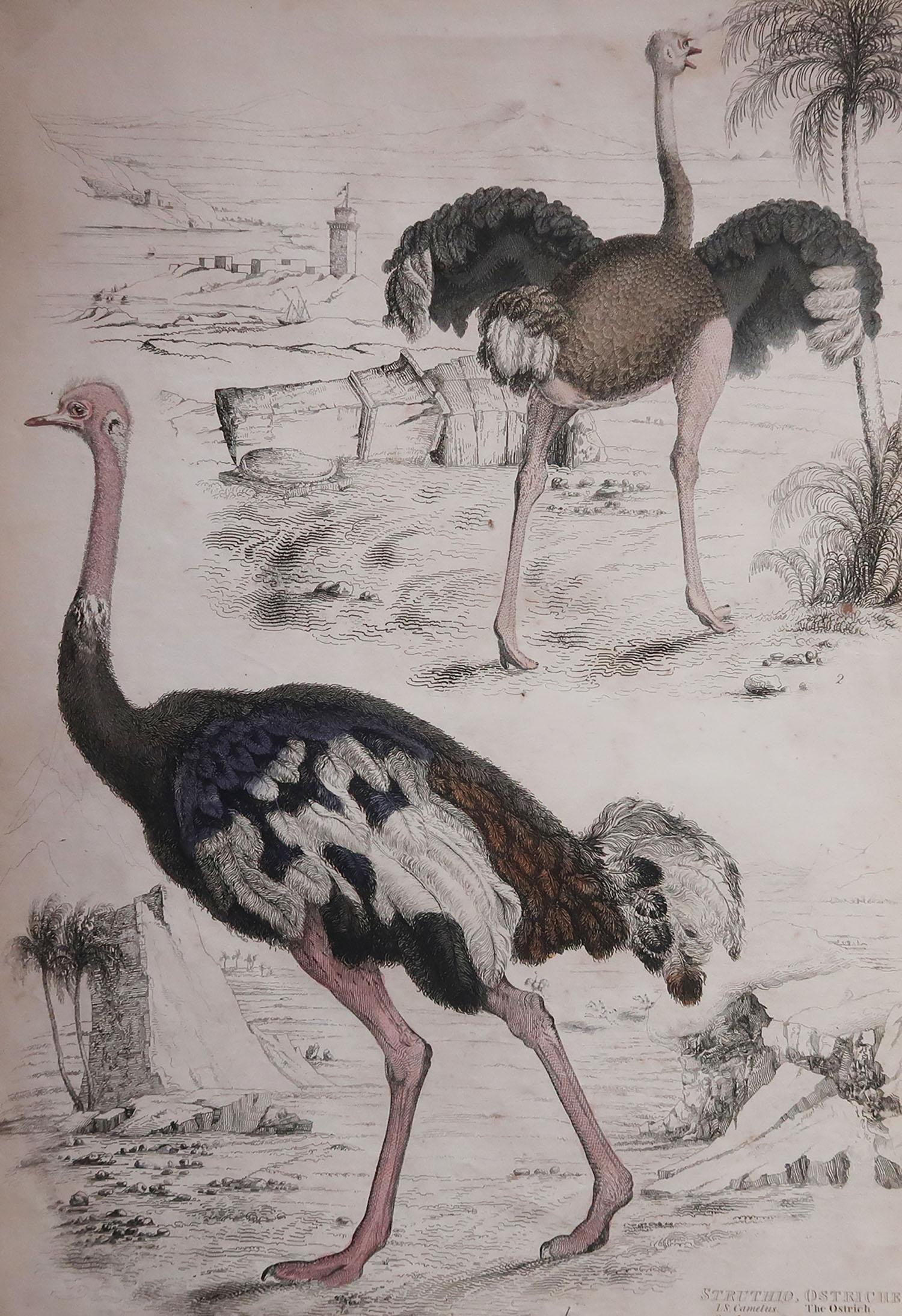 Great image of ostriches

Unframed. It gives you the option of perhaps making a set up using your own choice of frames.

Lithograph after Cpt. Brown with original hand color.

Published circa 1835

Repair to a minor edge tear on bottom